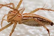 Lynx Spider (Oxyopes macilentus) (Oxyopes macilentus)